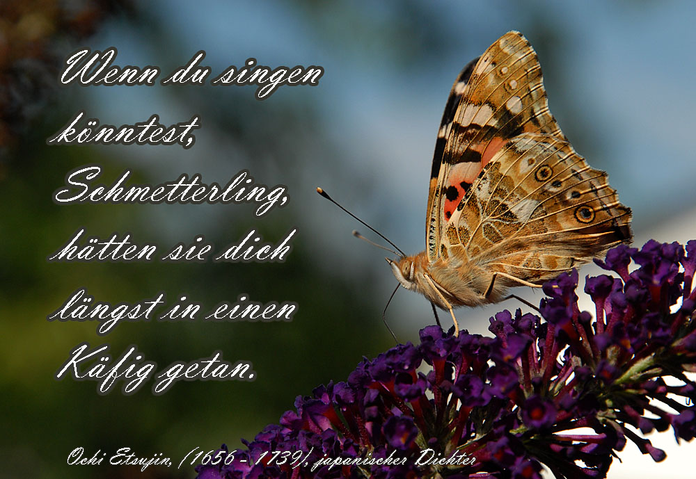 schmetterling postkarte