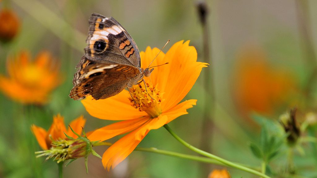 Schmetterling
Surama
1840