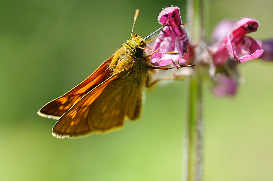 Schmetterling Wald1BAA 4308