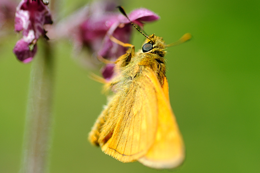 Schmetterling WaldBAA 4293