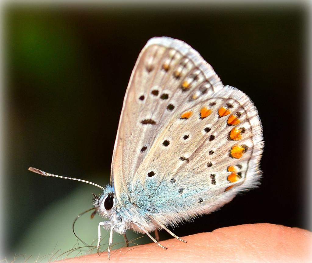 schmetterling