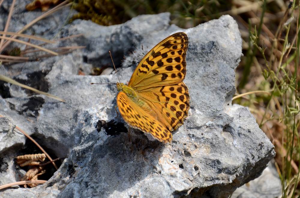 Schmetterling