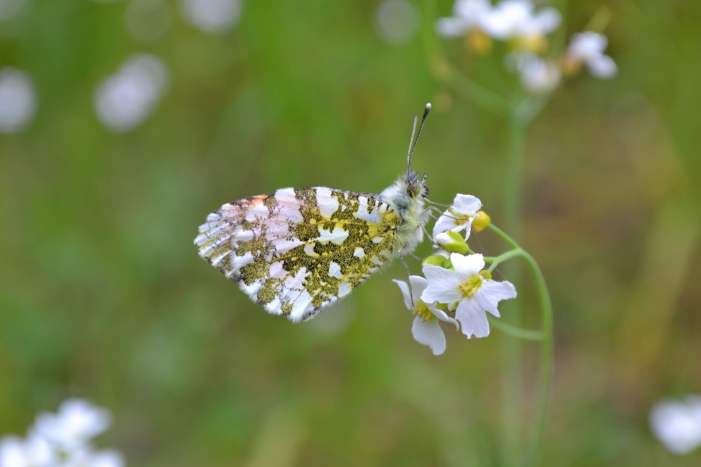 Schmetterling