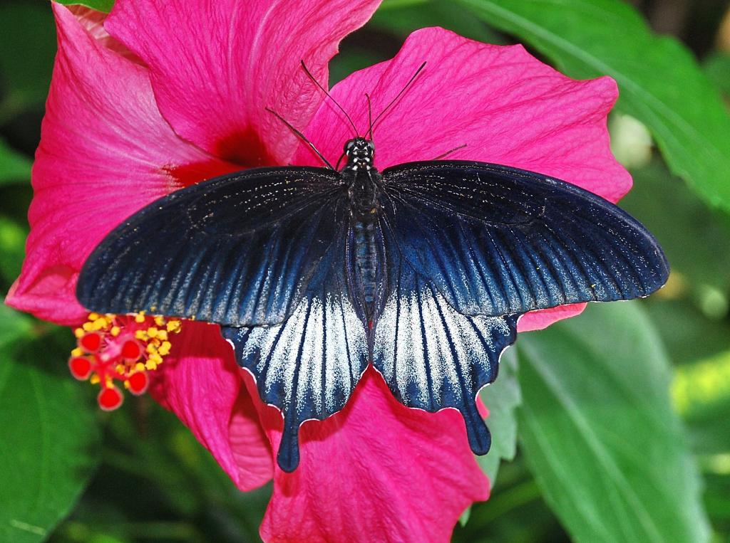 Schmetterling