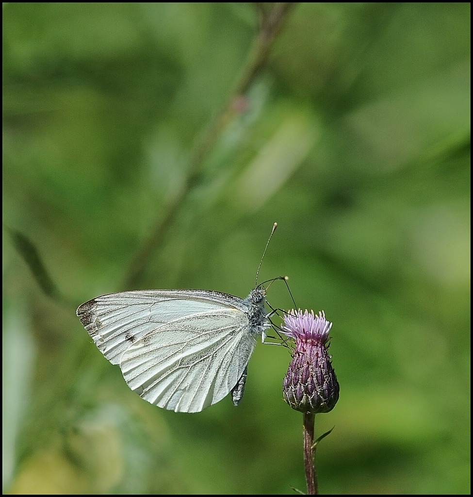 schmetterling