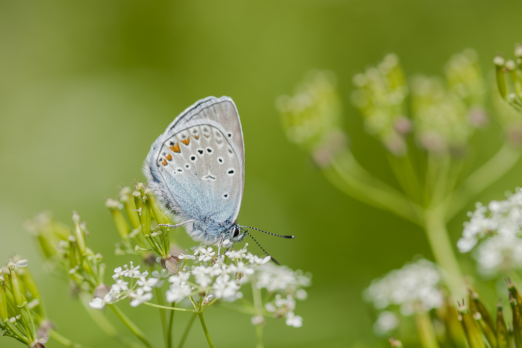 Schmetterling