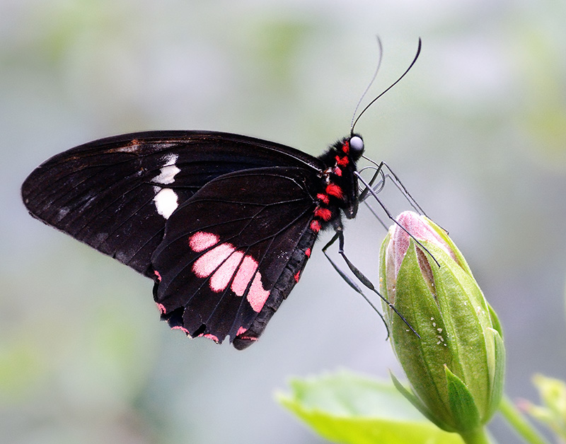Schmetterling
