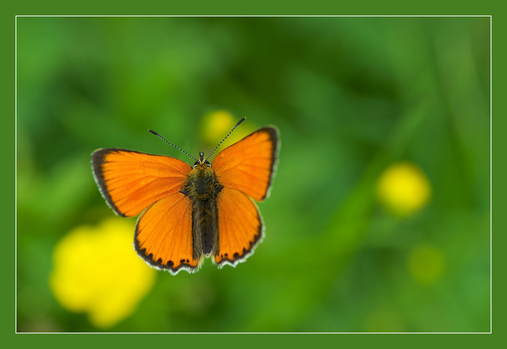 Schmetterling