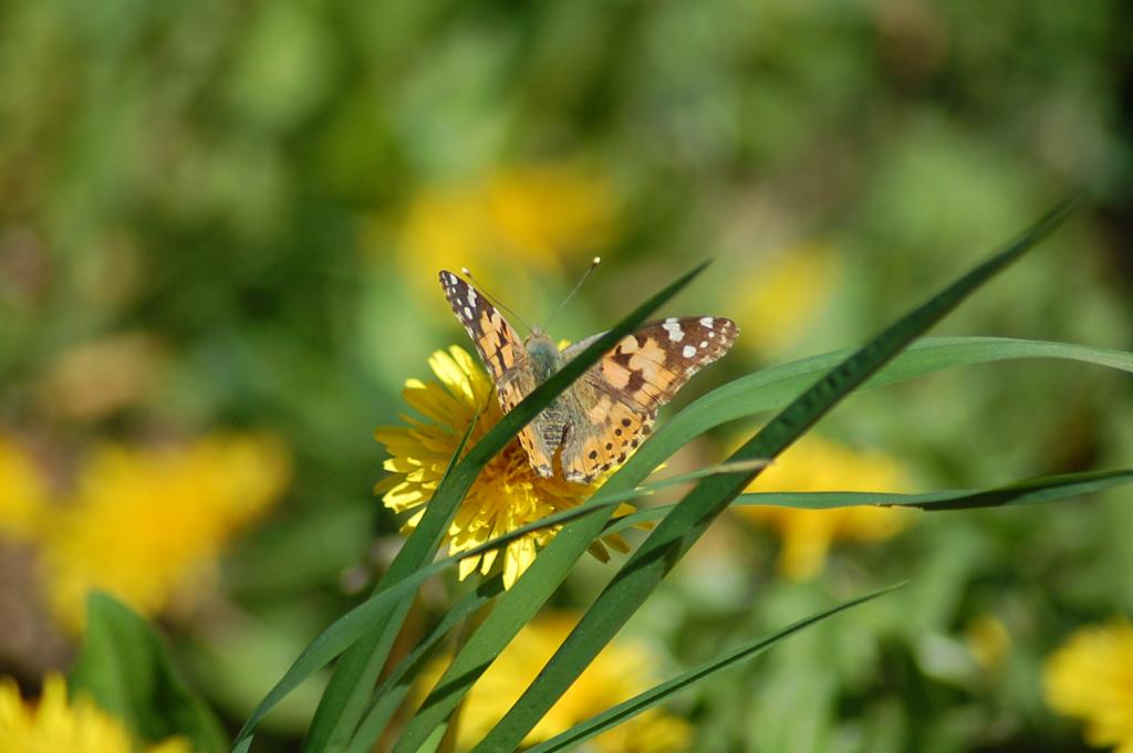 Schmetterling