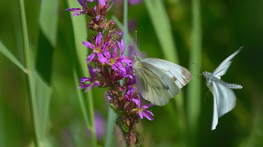 Schmetterling