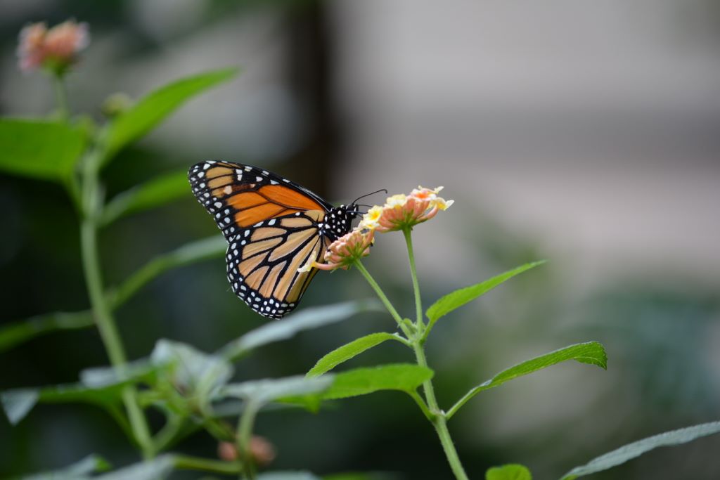 Schmetterling