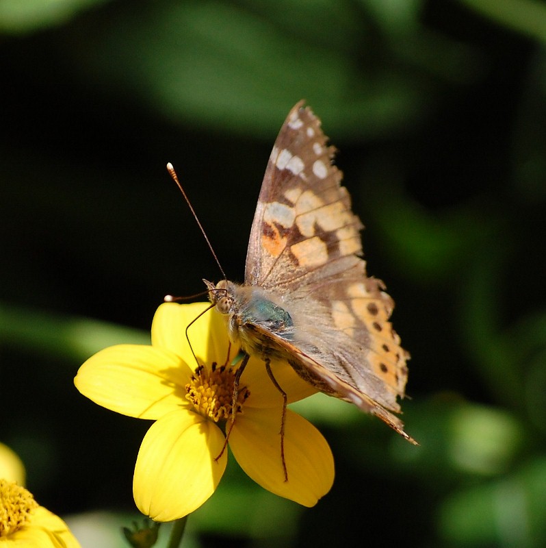 Schmetterling