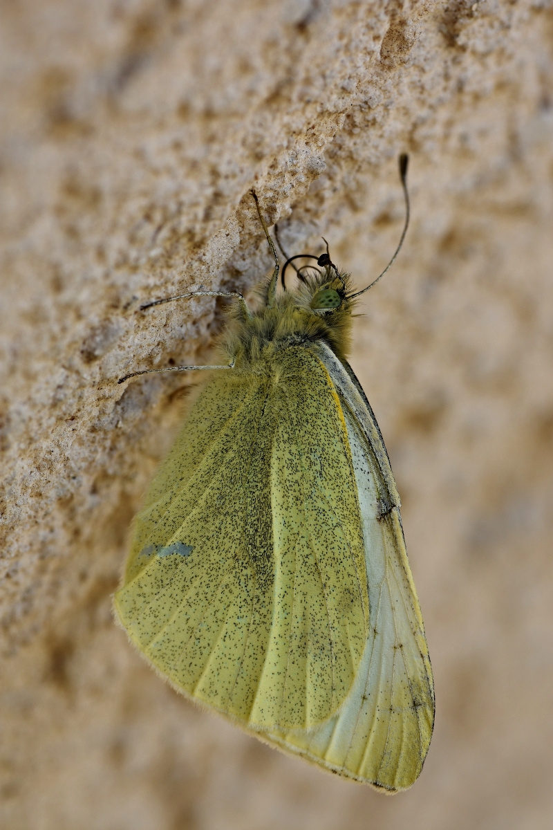 Schmetterling