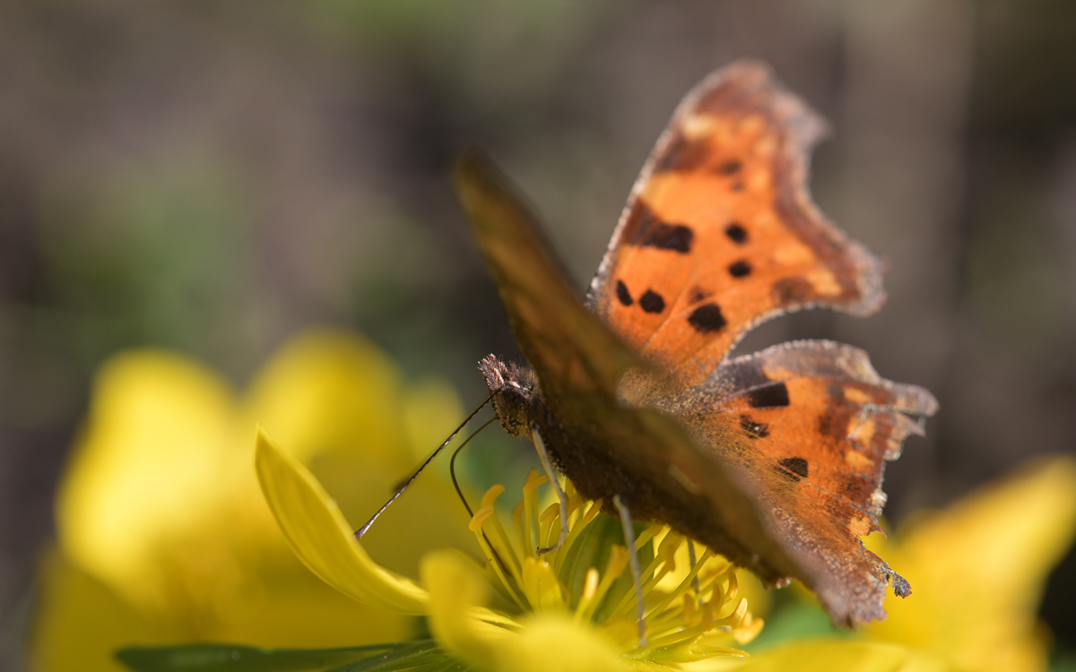Schmetterling