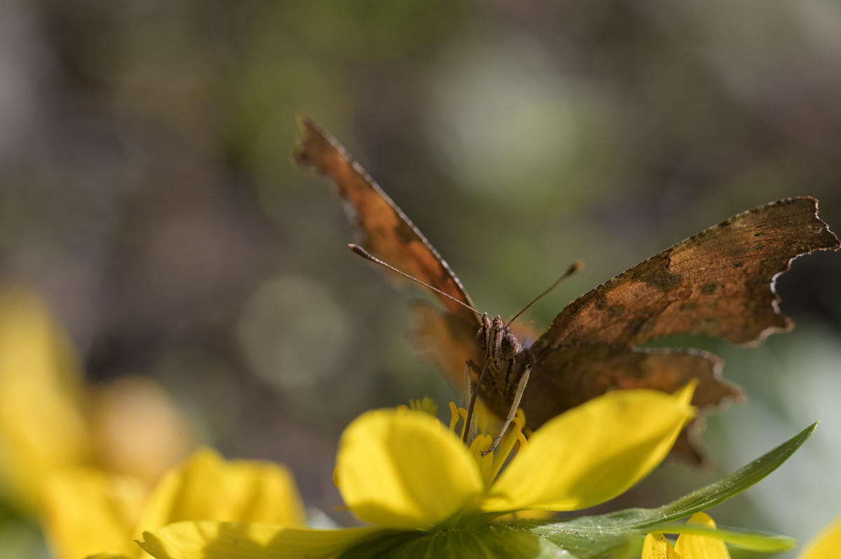 Schmetterling