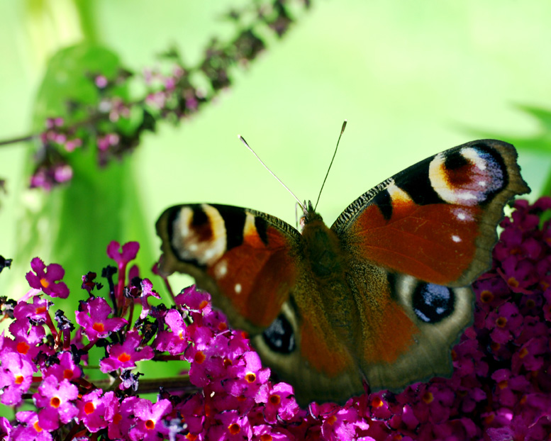 schmetterling