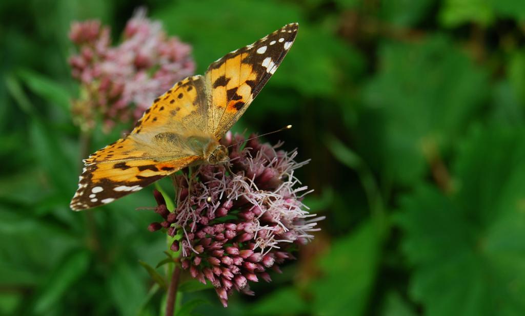 Schmetterling