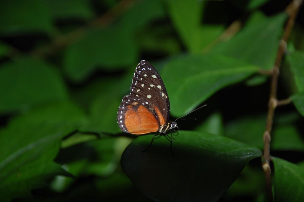 Schmetterling