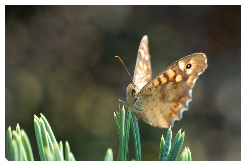 Schmetterling