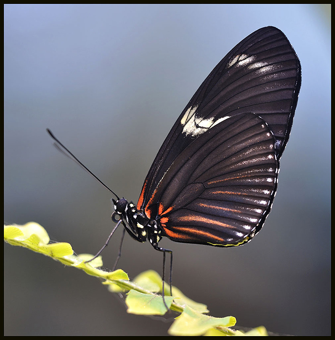 Schmetterling