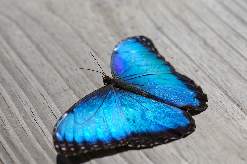 Schmetterling