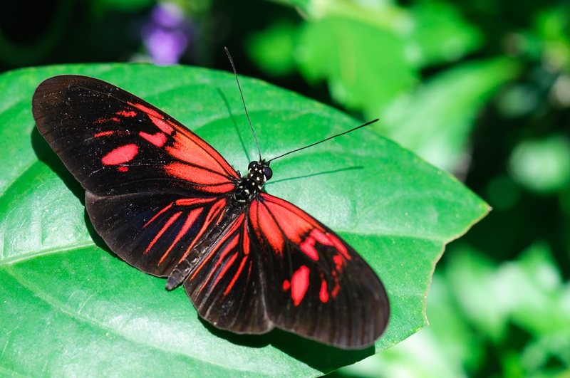 Schmetterling