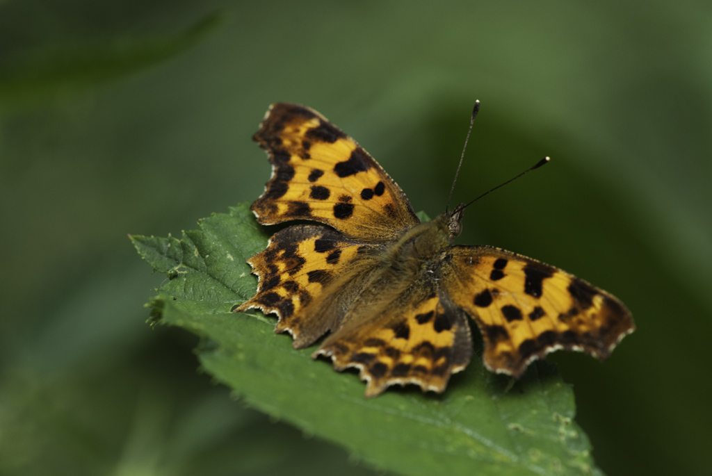 schmetterling