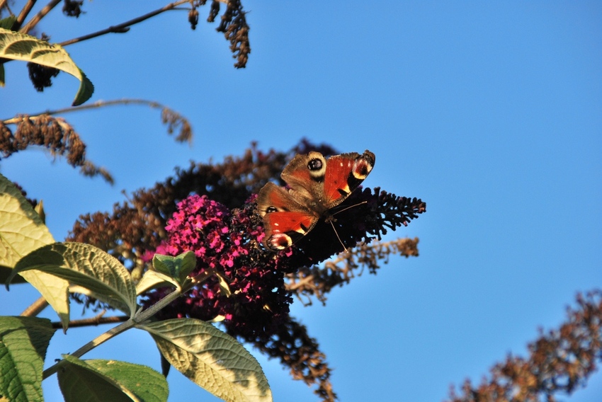 Schmetterling