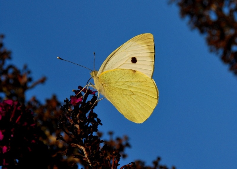 Schmetterling