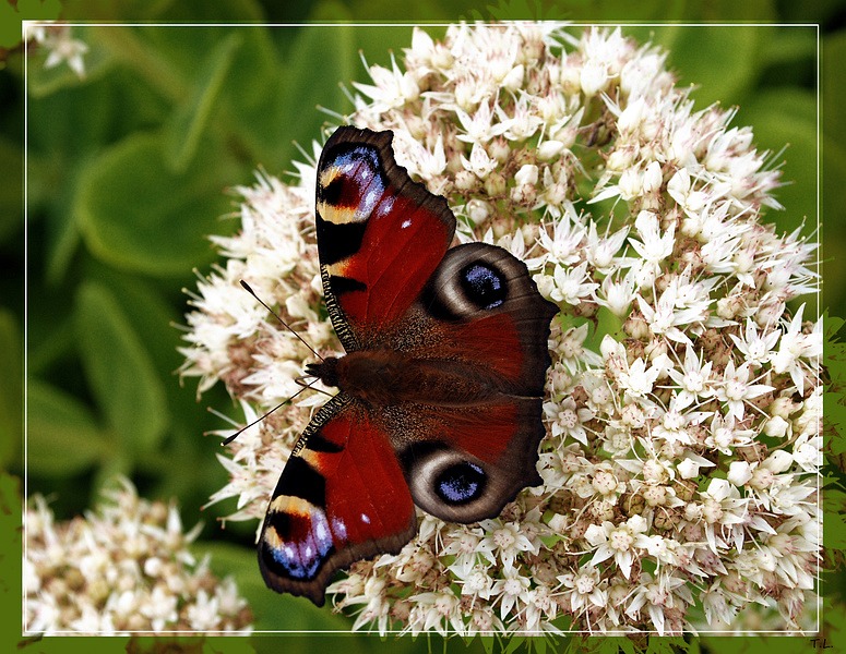 Schmetterling