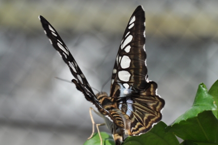 Schmetterling