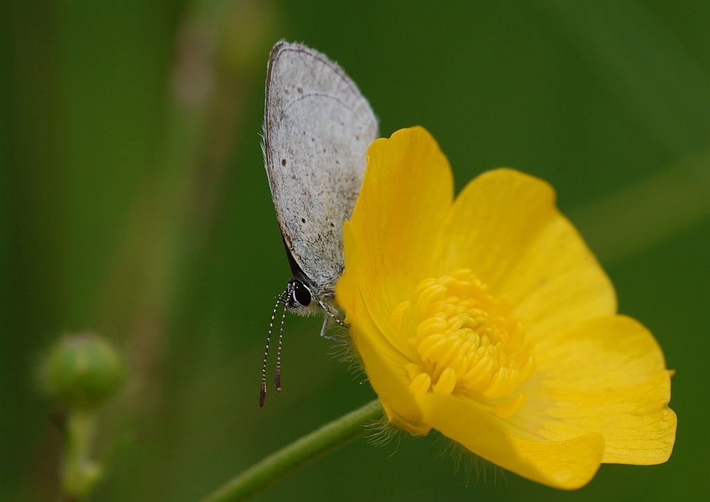 Schmetterling