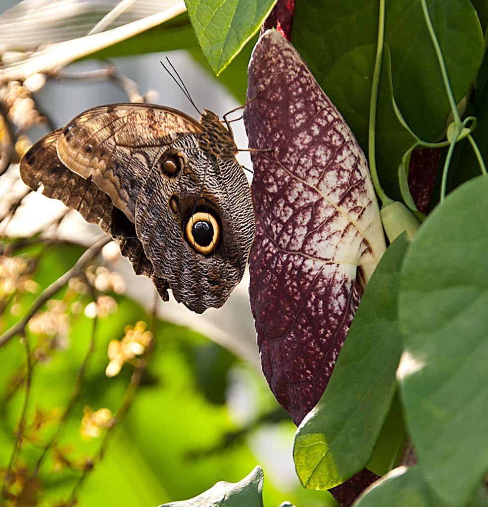 Schmetterling