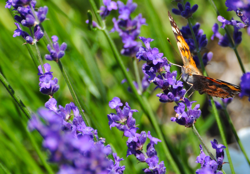 Schmetterling02