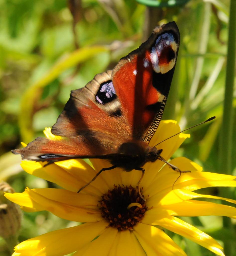 Schmetterling1