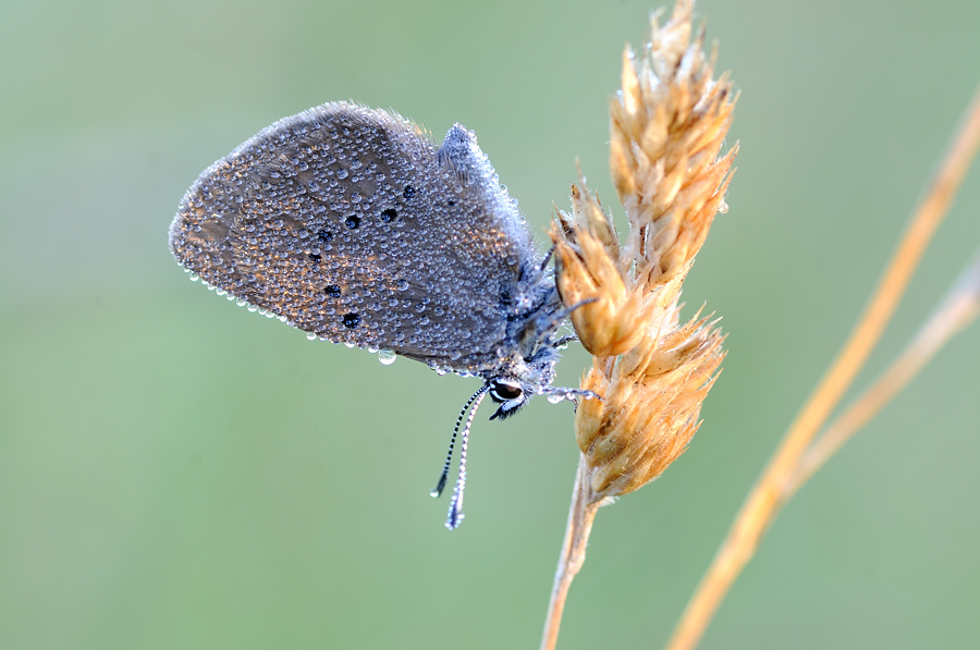 Schmetterling1CAA 1622