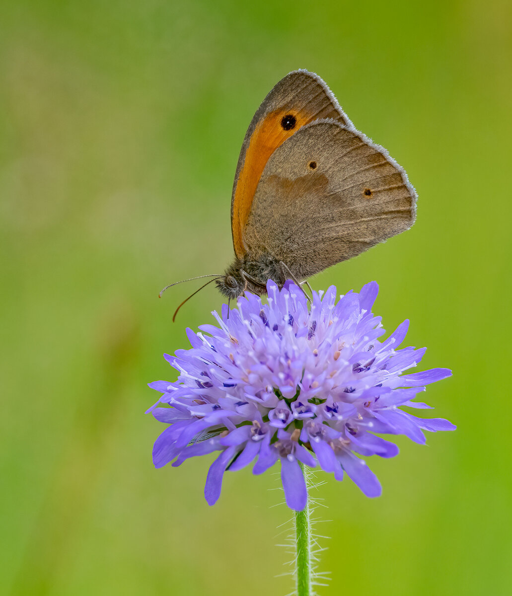 Schmetterling2 auf Lila Blume.jpg