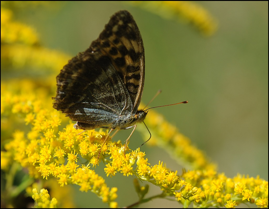 schmetterling2
