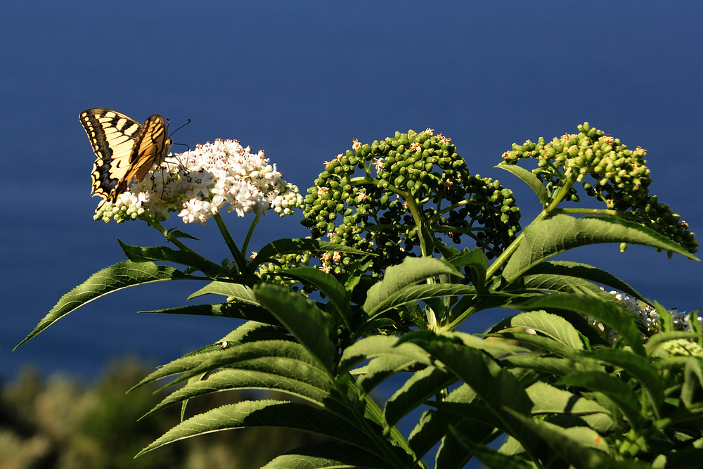 schmetterling3