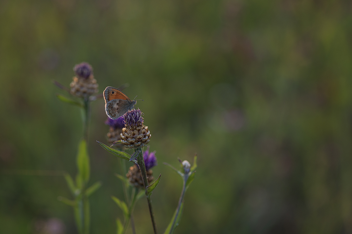 schmetterling_06.jpg
