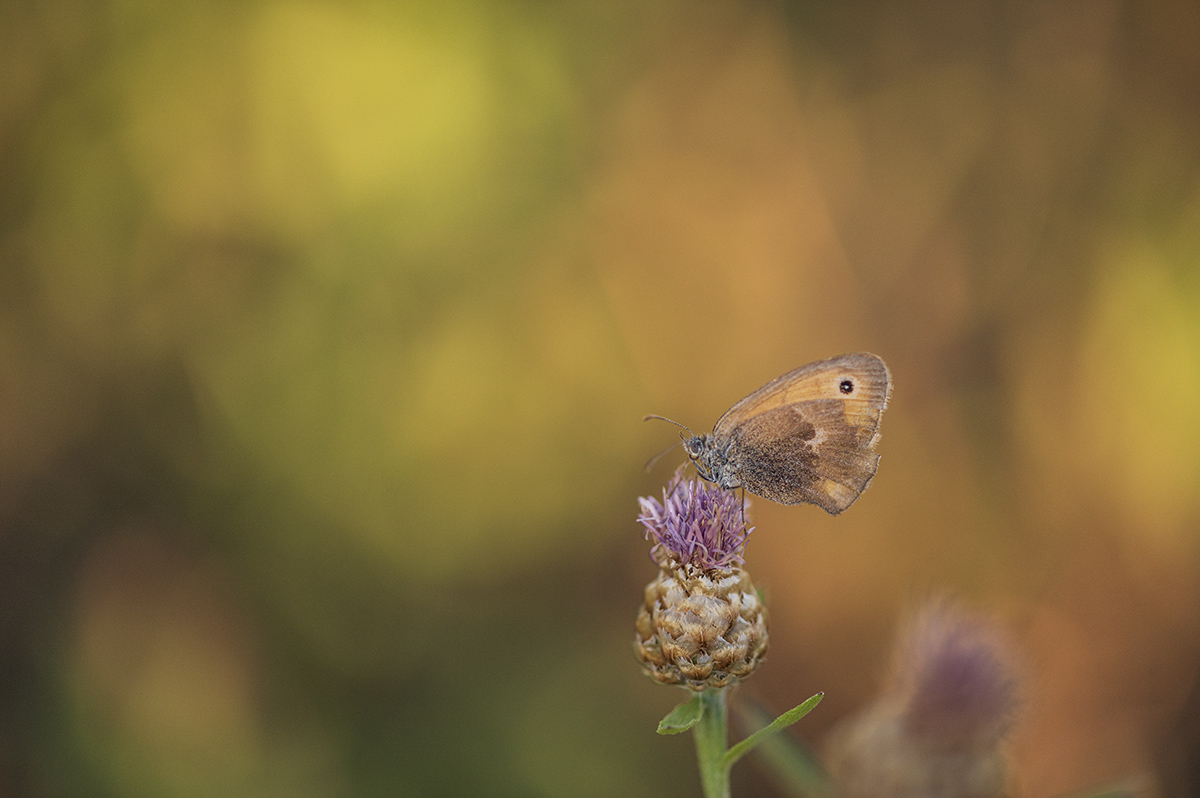 schmetterling_07.jpg