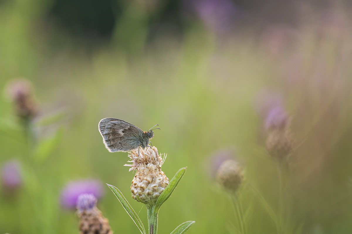 schmetterling_08.jpg