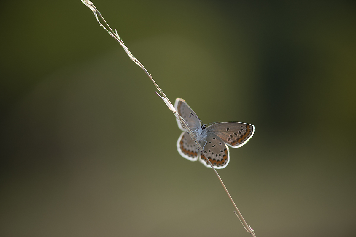 schmetterling_11.jpg