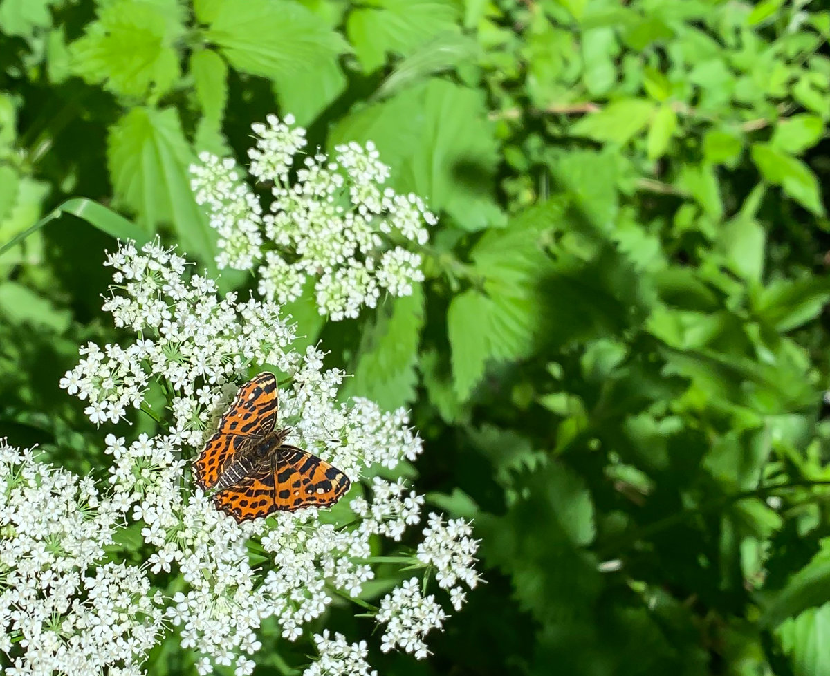 Schmetterling_unbekannt-2106038449.jpg