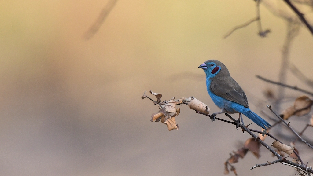 Schmetterlingastrild (Red-cheeked Cordon bleu)
Katavi Nationalpark

s980 Katavi Checked CordonBleu 7054