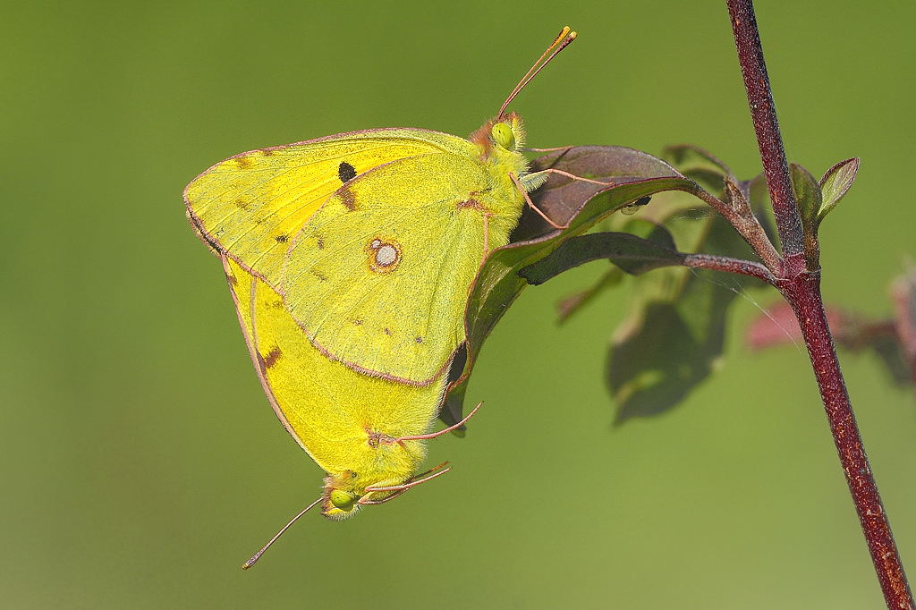 Schmetterlinge