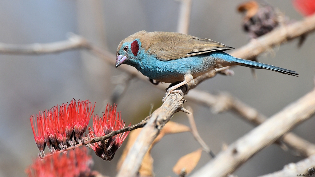 Schmetterlingsastrild (Männchen) (Red-cheeked Cordon Bleu)
Ruaha Nationalpark

s335 Ruaha RedCheckedCordonBleu 0866