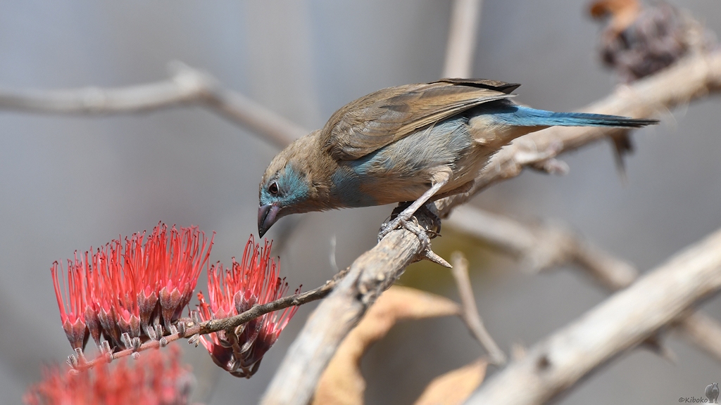 Schmetterlingsastrild (Weibchen) (Red-cheeked Cordon Bleu)
Ruaha Nationalpark

s335 Ruaha RedCheekedCordonBleu 0819