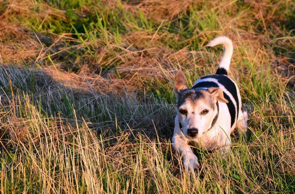 Schmidtchen Schleicher