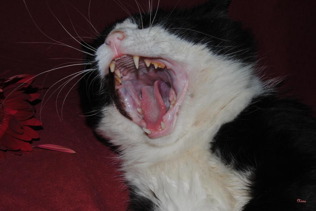 Schmusekatze oder Säbelzahntiger